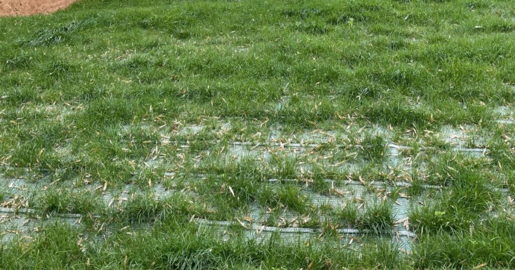 和歌山で植生マットを導入するなら｜販売業者の探し方と選び方を解説のアイキャッチ画像です。